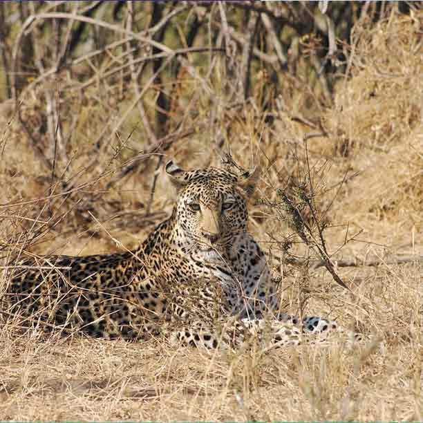 Mikumi National Park (2 Days)