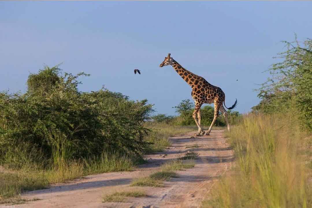 Mikumi National Park (2 Days) - Image 1