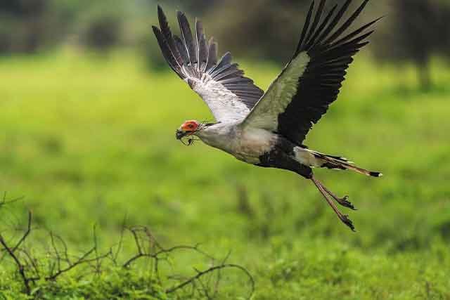 Mikumi National Park (2 Days) - Image 2