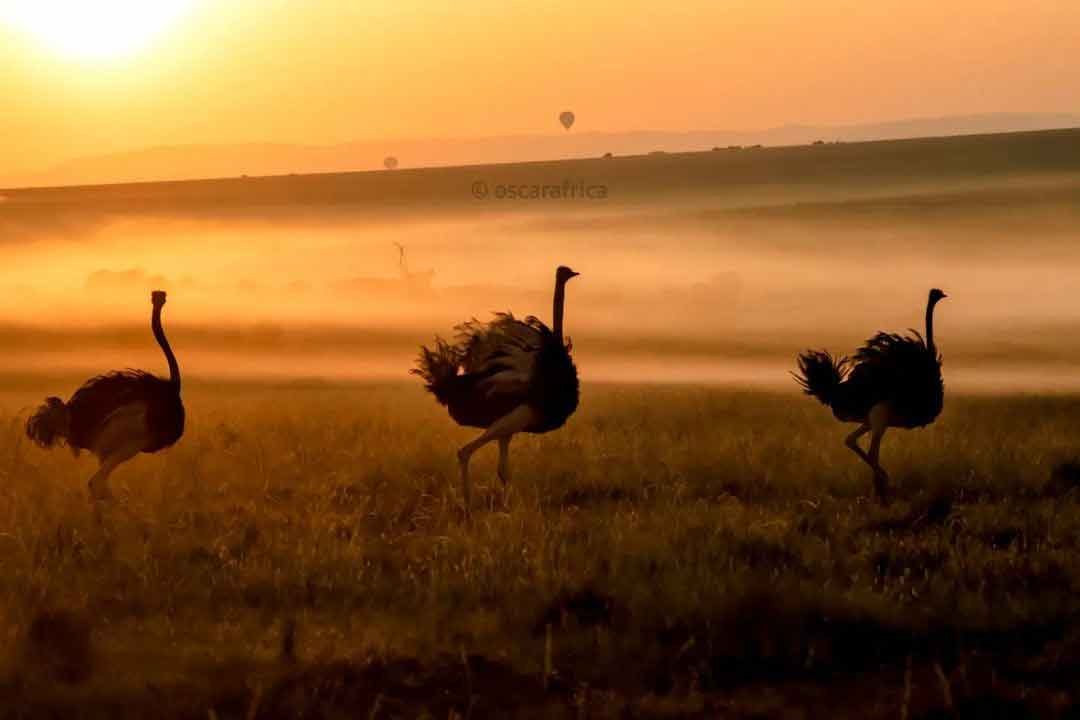 Ngorongoro  National Park tours - Image 1