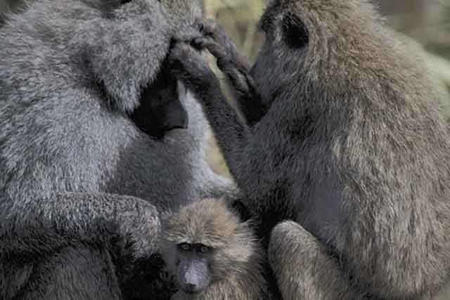 Ngorongoro  National Park tours - Image 3