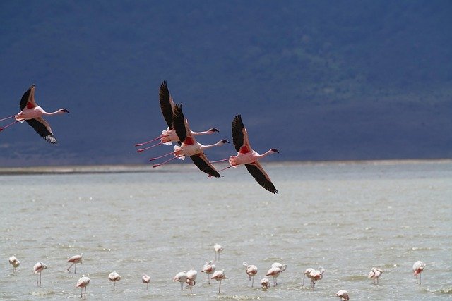 Ngorongoro  National Park tours - Image 4