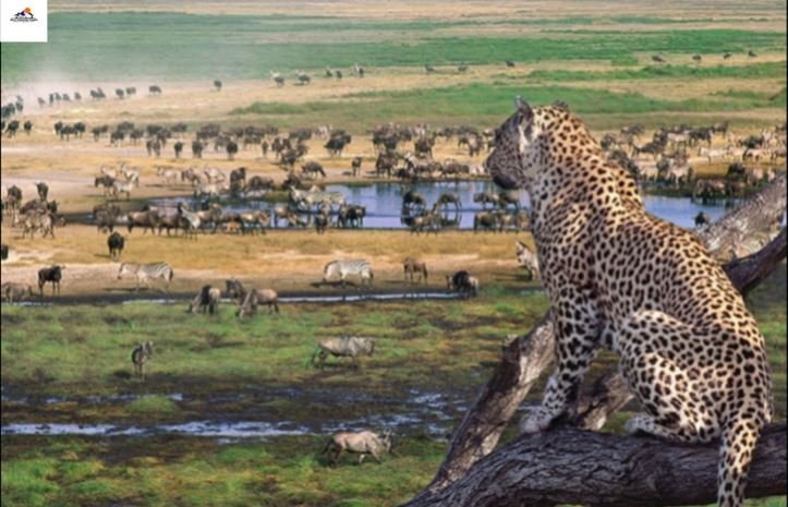 Mikumi National Park Safaris - Image 2