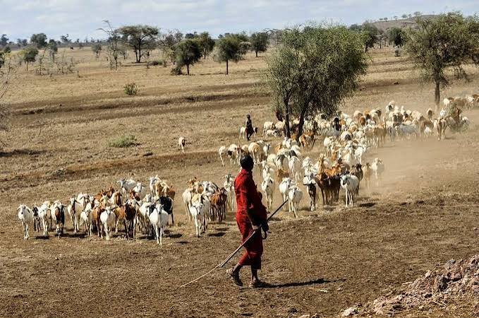 2-Day Maasai Walking Safari – Manyara & Arusha Cultural Adventure