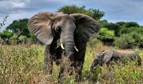 Tarangire National Park Day Tour – A Complete Wildlife Experience - Image 2