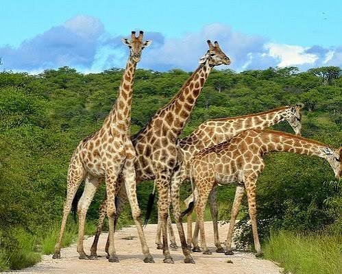 Tarangire Luxury Fly-in Safari – Exclusive Wildlife Experience - Image 2