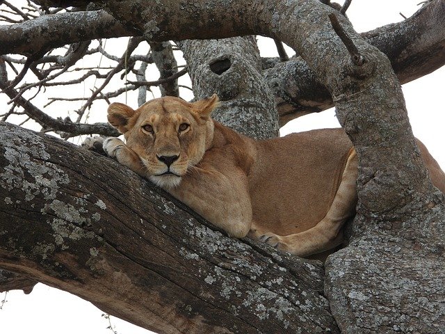 Private and Group Tour – Lake Manyara Safari - Image 2