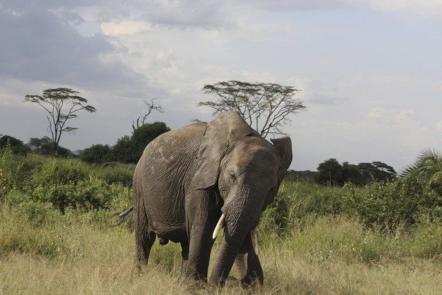 Tarangire & Ngorongoro Crater Safari