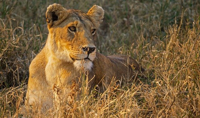 2 Days – Tarangire & Ngorongoro Crater Safari