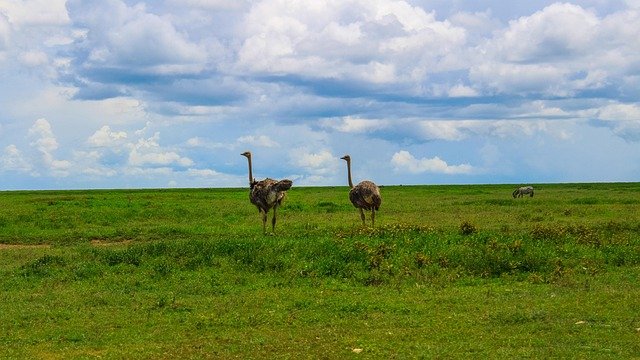 2 Days – Tarangire & Ngorongoro Crater Safari - Image 2