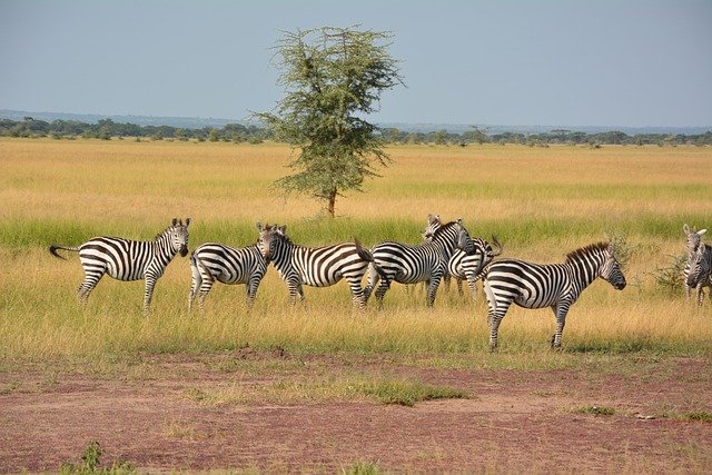 Tarangire & Lake Manyara Safaris adventure