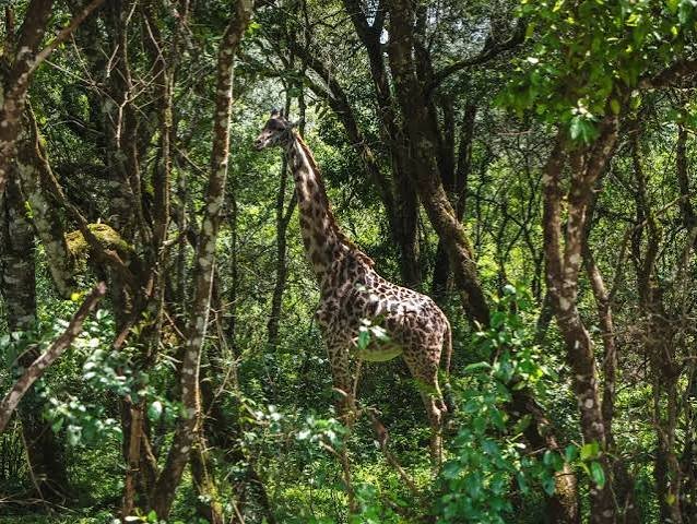 Lake Manyara & Tarangire Safari