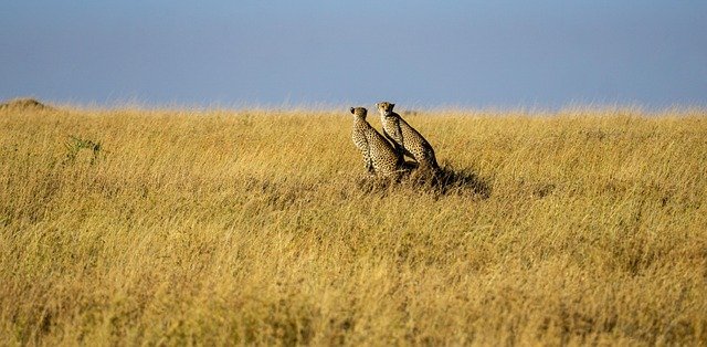 Arusha National Park & Lake Manyara Safari