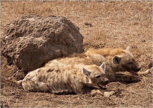 2 Days – Tarangire & Lake Manyara Safari