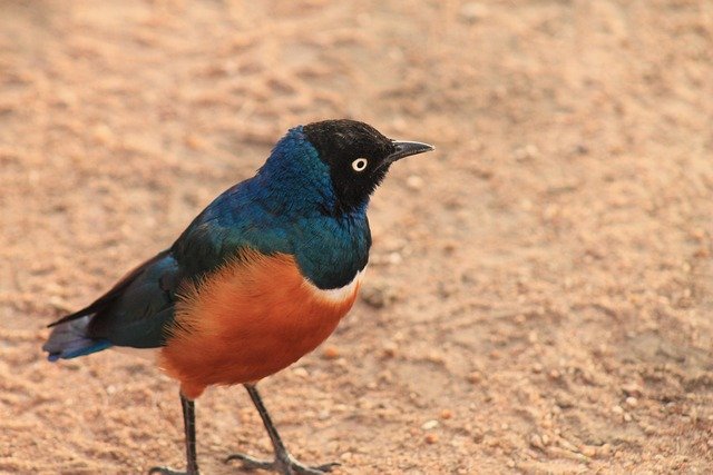 2 Days – Tarangire & Lake Manyara Safari