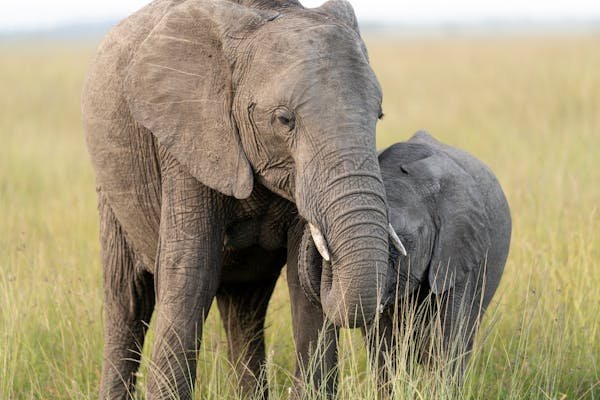 Serengeti Day Tour - Image 2