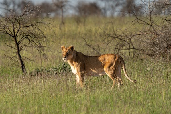Lake Manyara National Park - Image 3