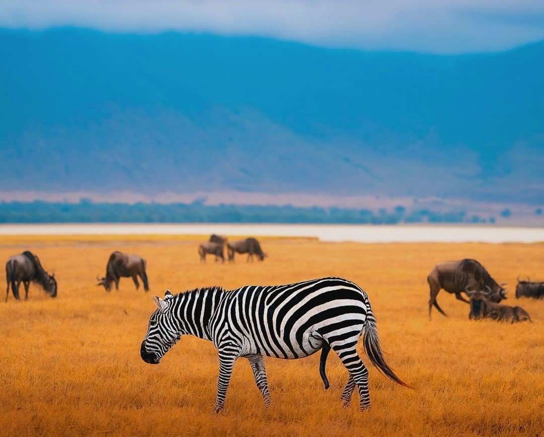 Arusha & Ngorongoro Crater - Image 3