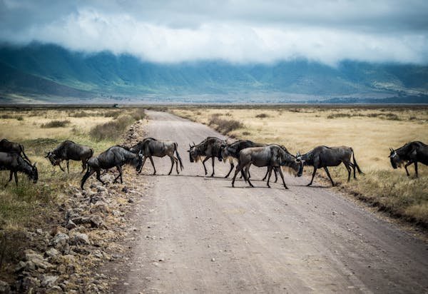 Ngorongoro Crater Safaris - Image 4