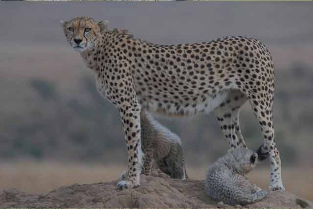 Lake Manyara & Serengeti Safari - Image 1