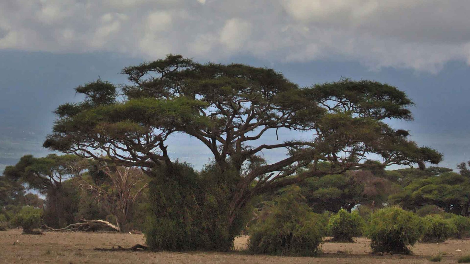 Lake Manyara & Serengeti Safari - Image 3
