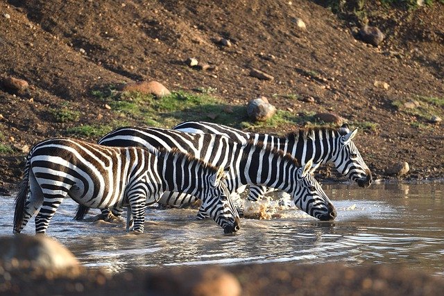 Lake Manyara & Serengeti Safari - Image 2