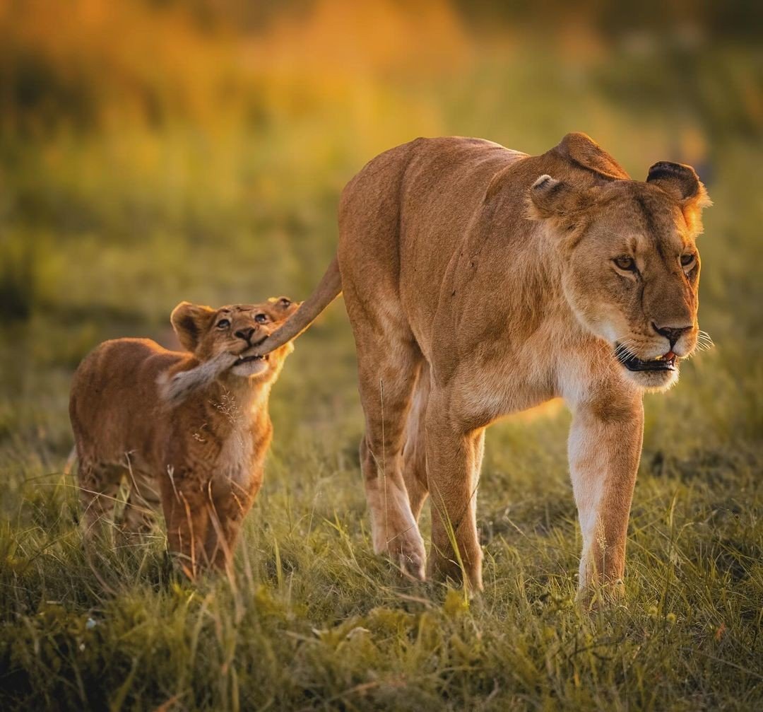 Mikumi National Park (2 Days) - Image 2