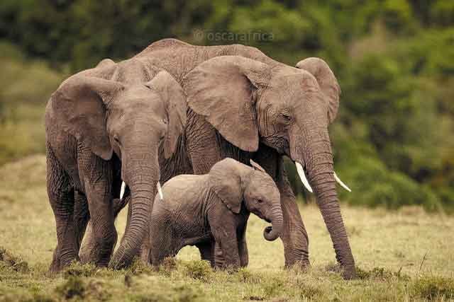 Serengeti Day Tour - Image 1