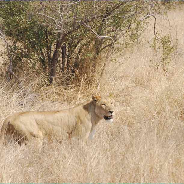 Serengeti Day Tour - Image 2