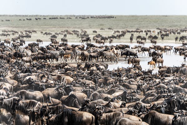 Serengeti and Ngorongoro Tours - Image 2