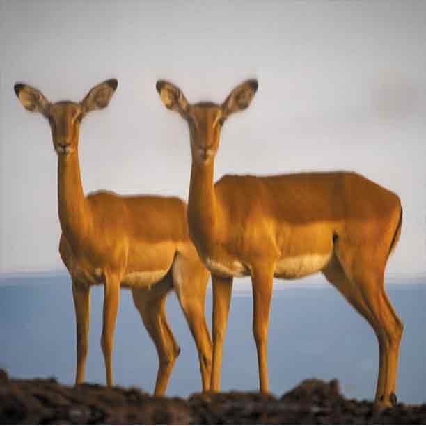 Tarangire - Serengeti Safaris