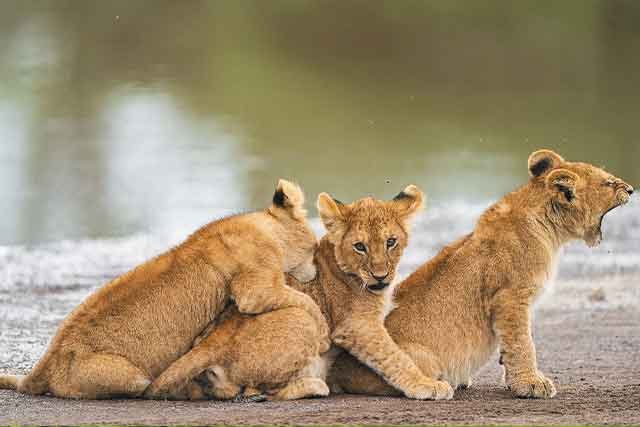 Lake Manyara & Serengeti Safari