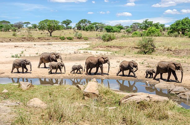 Best Serengeti - Ngorongoro Crater safaris