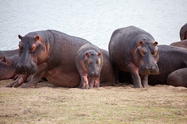 Arusha NP, Lake Manyara, Tarangire & Ngorongoro Crater