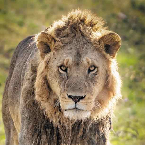 Tarangire - Ndutu Migration & Ngorongoro Crater Safari - Image 2