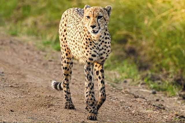 Serengeti - Ngorongoro - Tarangire Safaris - Image 2