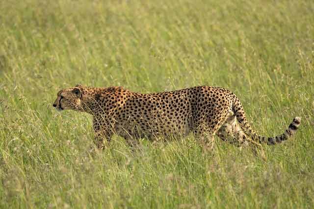 Arusha - Lake Manyara - Ngorongoro - Olduvai George Safaris