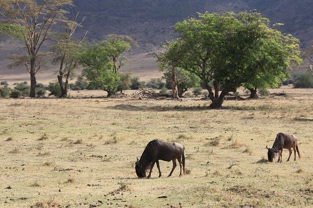 Nyerere, Mikumi and Udzungwa Mountains - Image 2