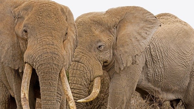 Lake Manyara, Tarangire, Serengeti, & Ngorongoro - Image 2
