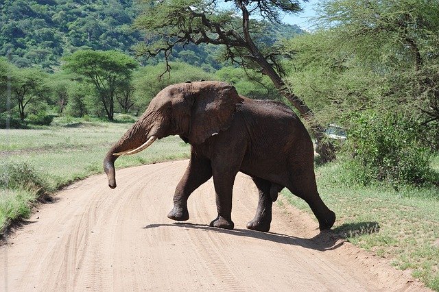 Lake Manyara, Tarangire, Serengeti, & Ngorongoro
