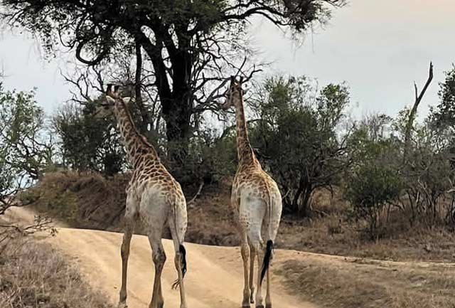 Tarangire, Serengeti, Ngorongoro Crater & Lake Manyara - Image 2