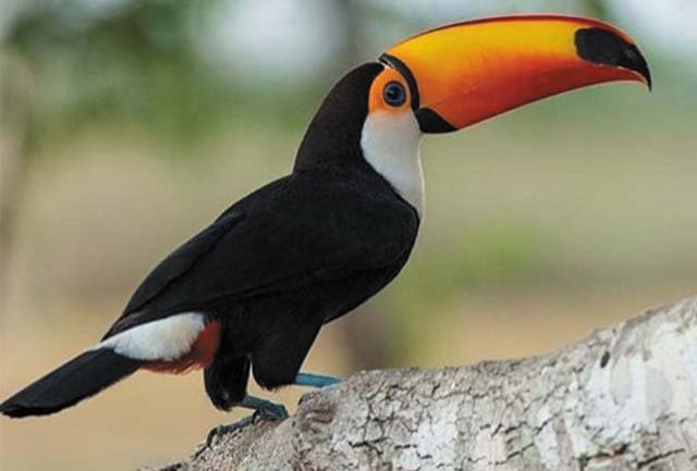 Arusha, Tarangire, Serengeti, Ngorongoro Crater & Lake Manyara