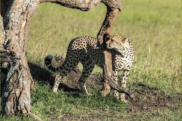 Arusha, Tarangire, Serengeti, Ngorongoro & Tarangire National Park Safaris - Image 2