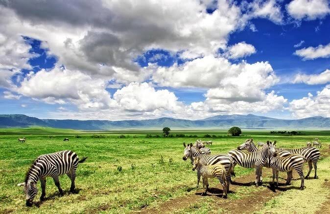 Mikumi, Ruaha & Udzungwa Mountains Safaris