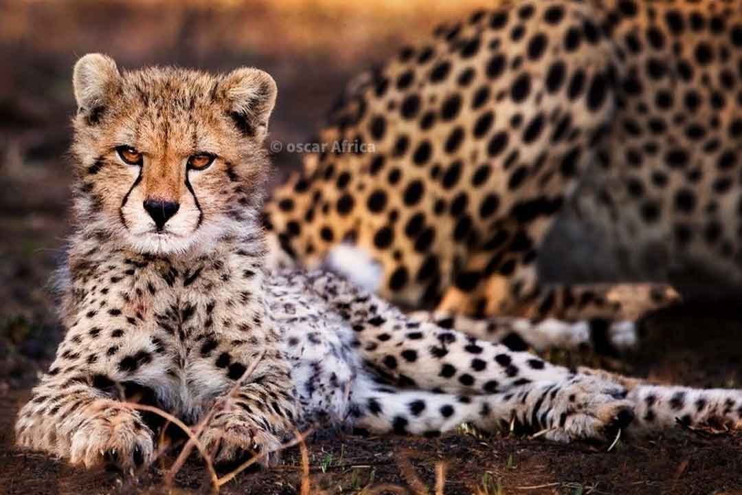 Tarangire, Manyara, Serengeti, Ngorongoro & Materuni