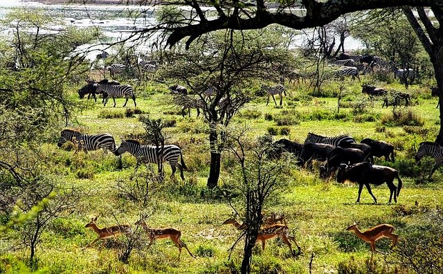 Tarangire, Lake Manyara, Lake Natron, Serengeti, Ngorongoro Crater, and Lake Eyasi - Image 2