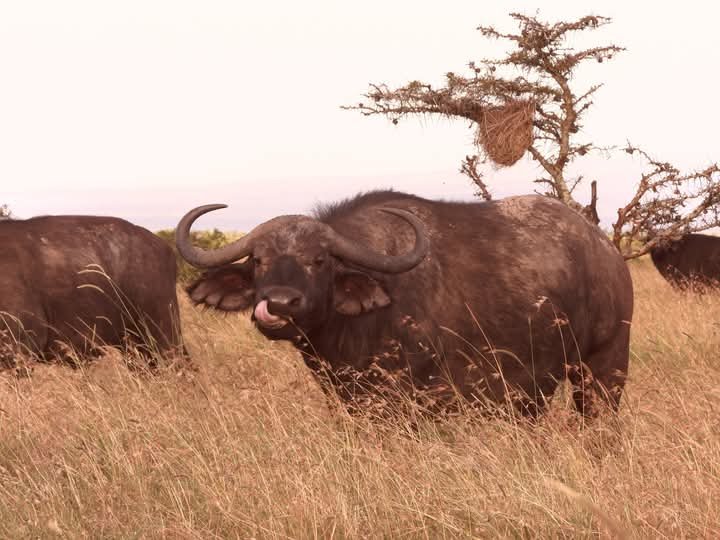 Arusha - Ruaha - Selous Game reserve - Mikumi - Udzungwa mountains safaris