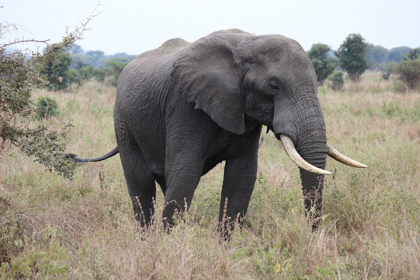Arusha - Ruaha - Selous Game reserve - Mikumi - Udzungwa mountains safaris - Image 2