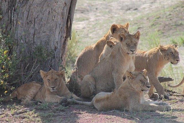 Best Safari: Arusha - Serengeti - Olduvai - Manyara  - Udzungwa Mountains - Image 2